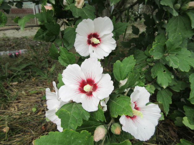 Обои картинки фото цветы, гибискусы, белые