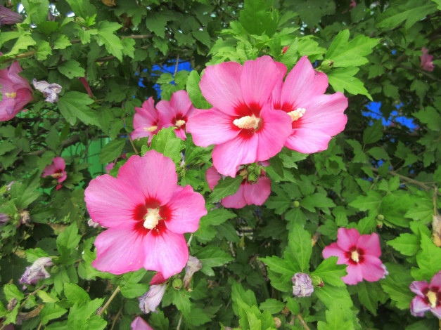 Обои картинки фото цветы, гибискусы, куст