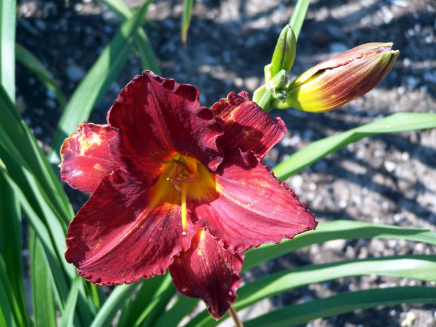 Обои картинки фото цветы, лилии,  лилейники, лилейник