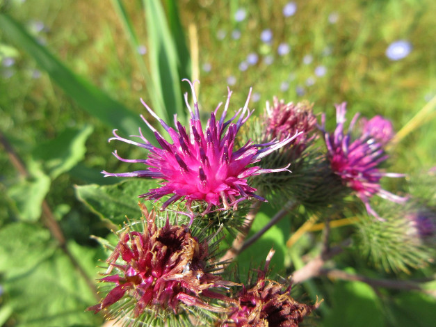 Обои картинки фото цветы, луговые , полевые,  цветы, лапух