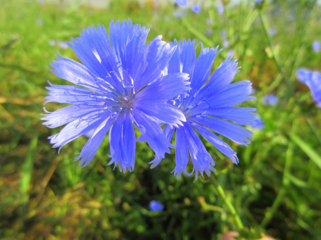 Обои картинки фото цветы, луговые , полевые,  цветы, макро