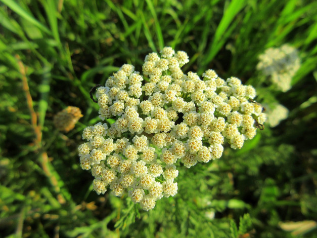 Обои картинки фото цветы, луговые , полевые,  цветы, макро