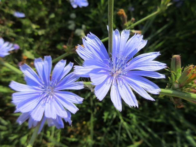 Обои картинки фото цветы, луговые , полевые,  цветы, макро