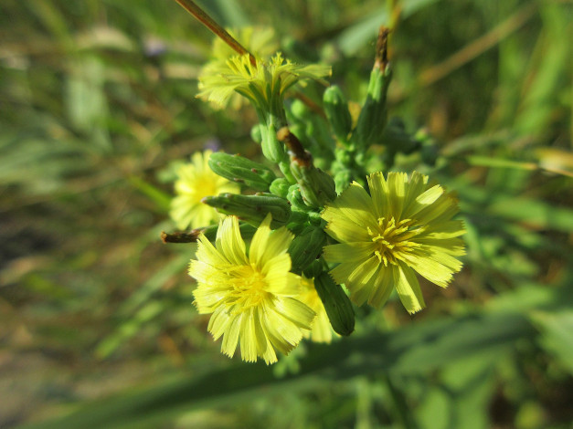 Обои картинки фото цветы, луговые , полевые,  цветы, макро