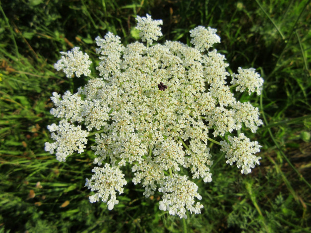 Обои картинки фото цветы, луговые , полевые,  цветы, зонтик