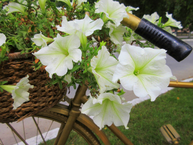 Обои картинки фото цветы, петунии,  калибрахоа, белые