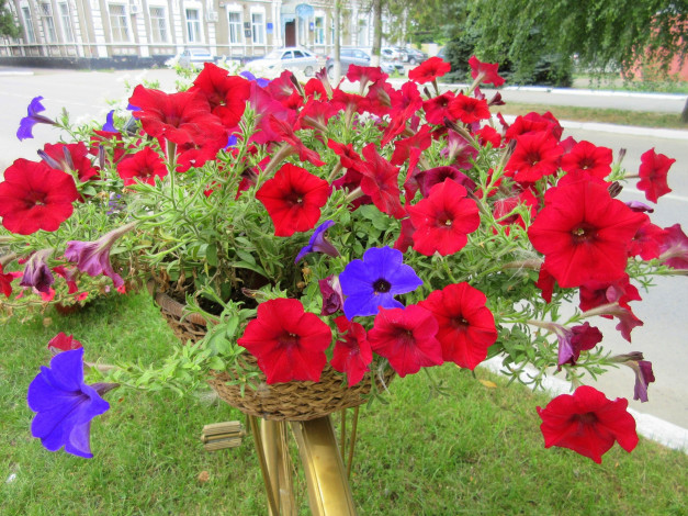 Обои картинки фото цветы, петунии,  калибрахоа, петуния