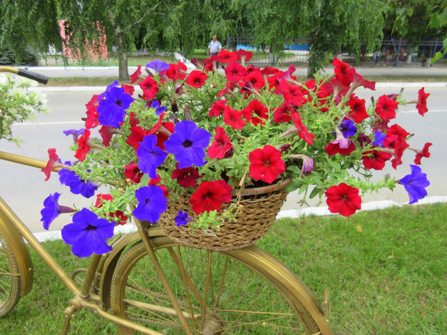 Обои картинки фото цветы, петунии,  калибрахоа, петуния