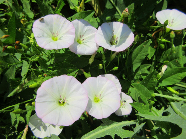 Обои картинки фото цветы, вьюнки,  ипомеи, дикий, вьюнок