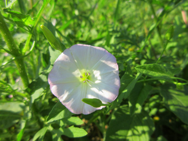 Обои картинки фото цветы, вьюнки,  ипомеи, дикий, вьюнок