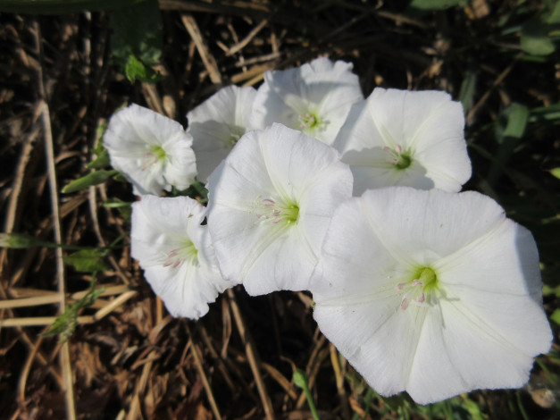 Обои картинки фото цветы, вьюнки,  ипомеи, дикий, вьюнок, берёзка