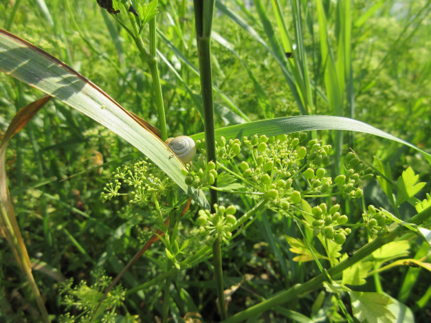 Обои картинки фото природа, макро, трава