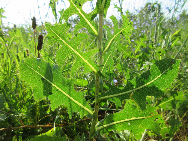 Обои картинки фото природа, макро, трава