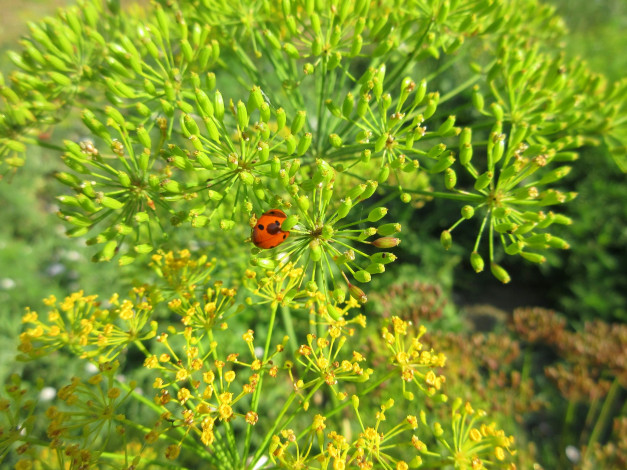 Обои картинки фото природа, макро, укроп