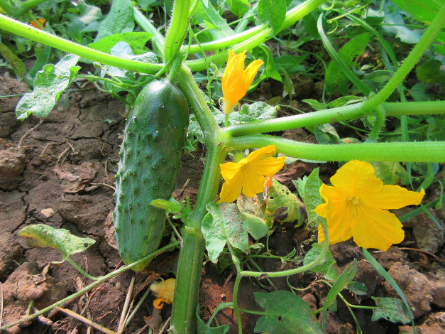 Обои картинки фото природа, плоды, огурец