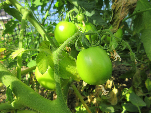 Обои картинки фото природа, плоды, помидоры, томаты