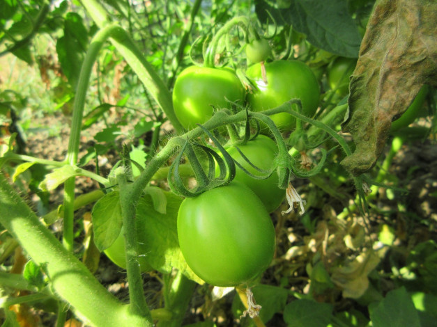 Обои картинки фото природа, плоды, помидоры, томаты