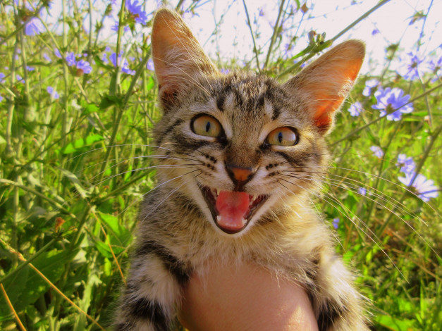 Обои картинки фото животные, коты, котенок