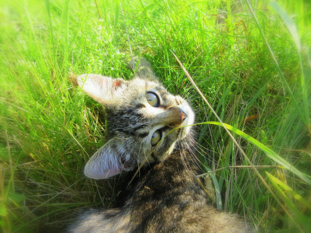 Обои картинки фото животные, коты, котенок