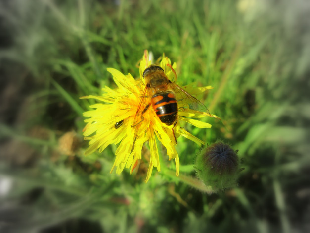 Обои картинки фото животные, пчелы,  осы,  шмели, пчела