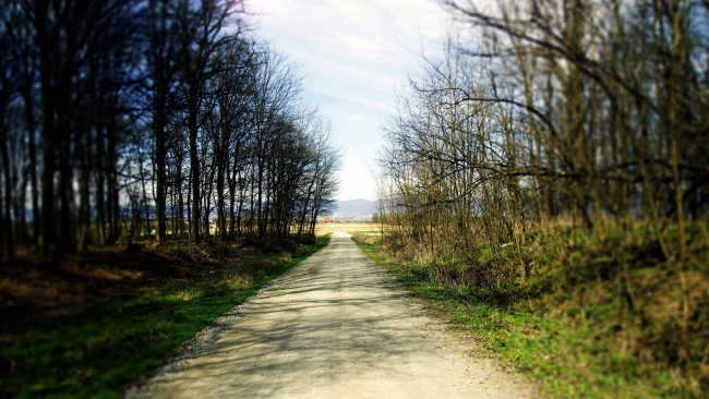 Обои картинки фото природа, дороги, весна, деревья, дорога, проселочная