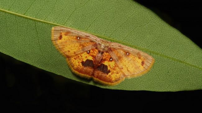 Обои картинки фото животные, бабочки,  мотыльки,  моли, макро