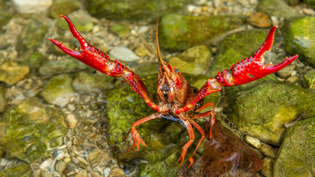 Обои картинки фото животные, крабы,  раки, клншни