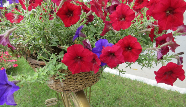 Обои картинки фото цветы, петунии,  калибрахоа, красная