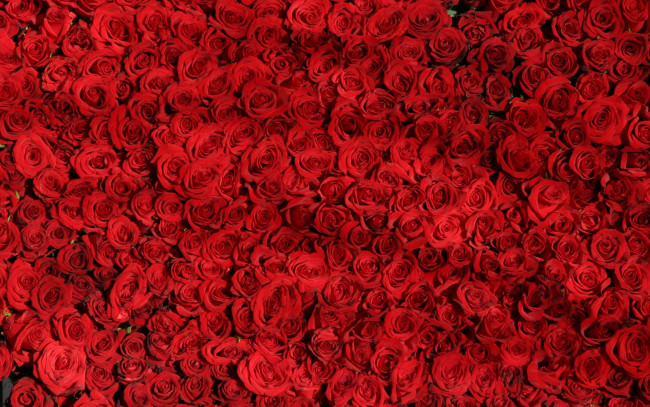 Обои картинки фото цветы, розы, много