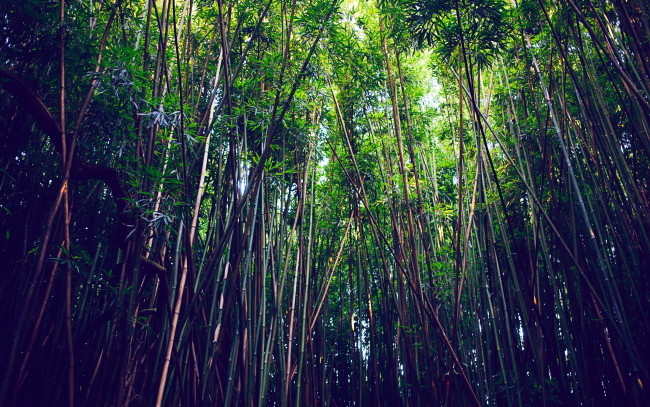 Обои картинки фото природа, лес, бамбук