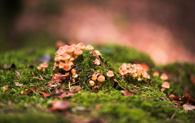 Обои картинки фото природа, грибы, лес