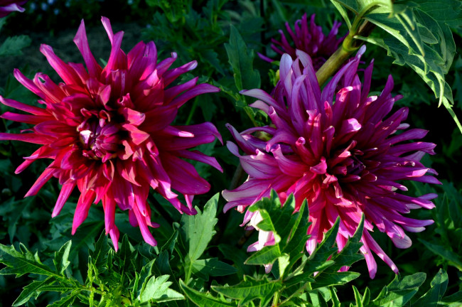 Обои картинки фото цветы, георгины, фиолетовые