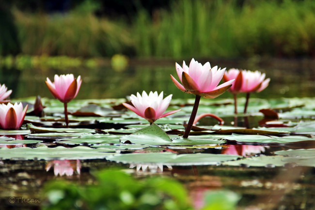 Обои картинки фото цветы, лилии водяные,  нимфеи,  кувшинки, розовый