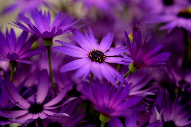 Обои картинки фото цветы, листики, веточки