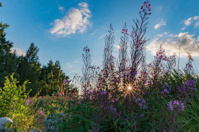 Обои картинки фото природа, луга, рассвет