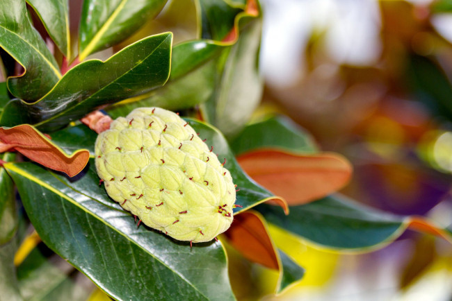 Обои картинки фото природа, плоды, фрукт, экзотический