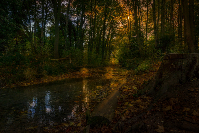 Обои картинки фото природа, реки, озера, река, лес