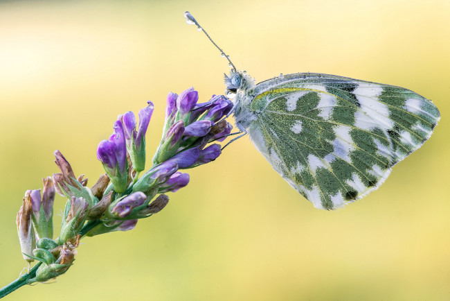 Обои картинки фото животные, бабочки,  мотыльки,  моли, бабочка