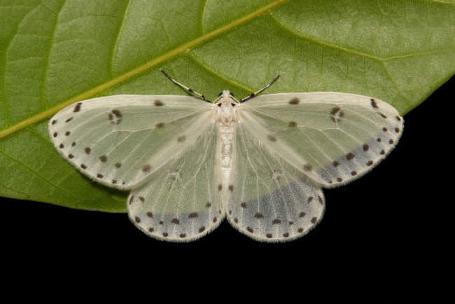 Обои картинки фото животные, бабочки,  мотыльки,  моли, бабочка