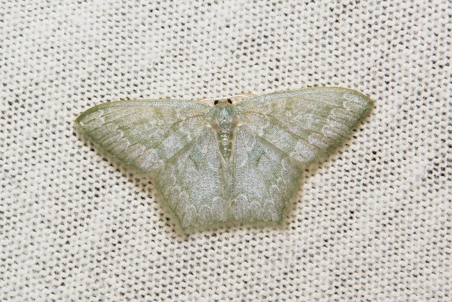 Обои картинки фото животные, бабочки,  мотыльки,  моли, моль