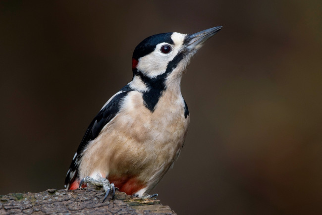 Обои картинки фото животные, дятлы, птичка