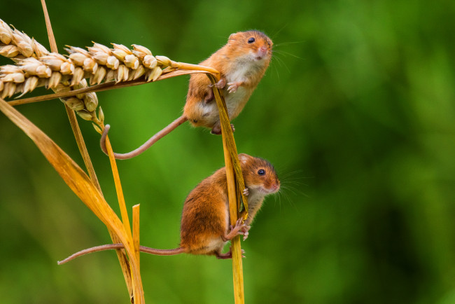 Обои картинки фото животные, крысы,  мыши, мышка