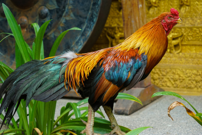 Обои картинки фото животные, куры,  петухи, птичка