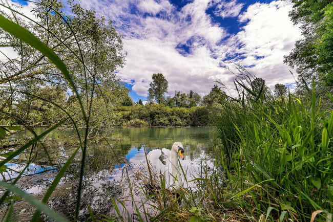 Обои картинки фото животные, лебеди, птичка