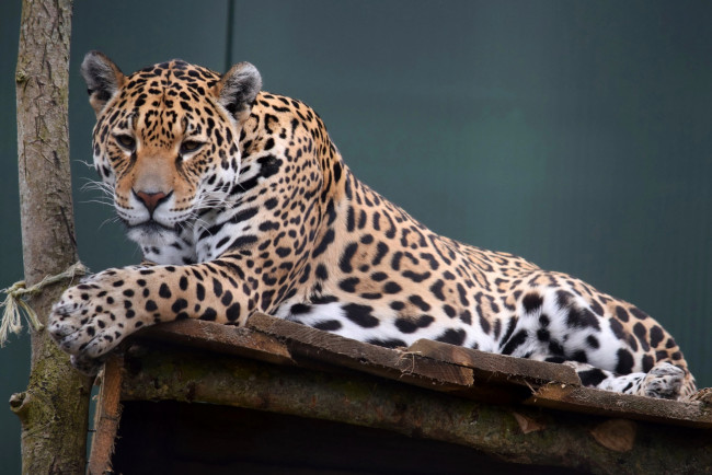 Обои картинки фото животные, леопарды, ствол, доски