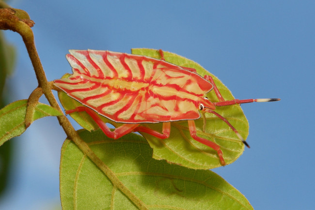 Обои картинки фото животные, насекомые, жук