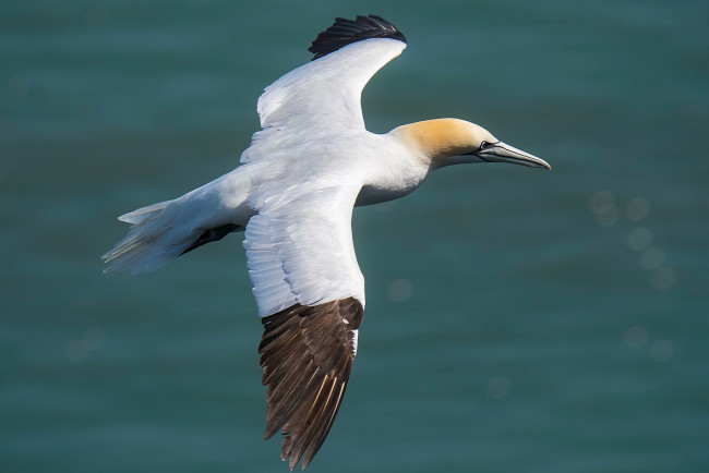 Обои картинки фото животные, олуши, птичка