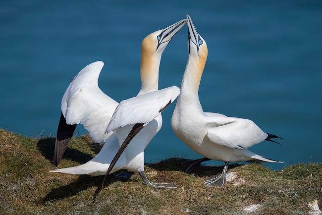 Обои картинки фото животные, олуши, птичка