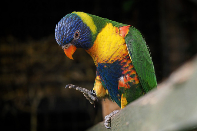 Обои картинки фото животные, попугаи, птичка