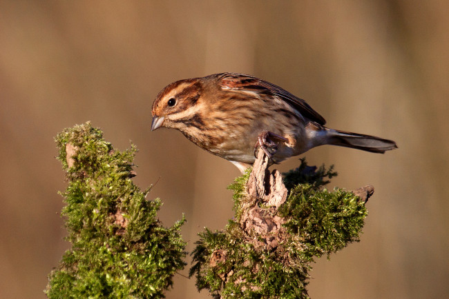 Обои картинки фото животные, птицы, птичка